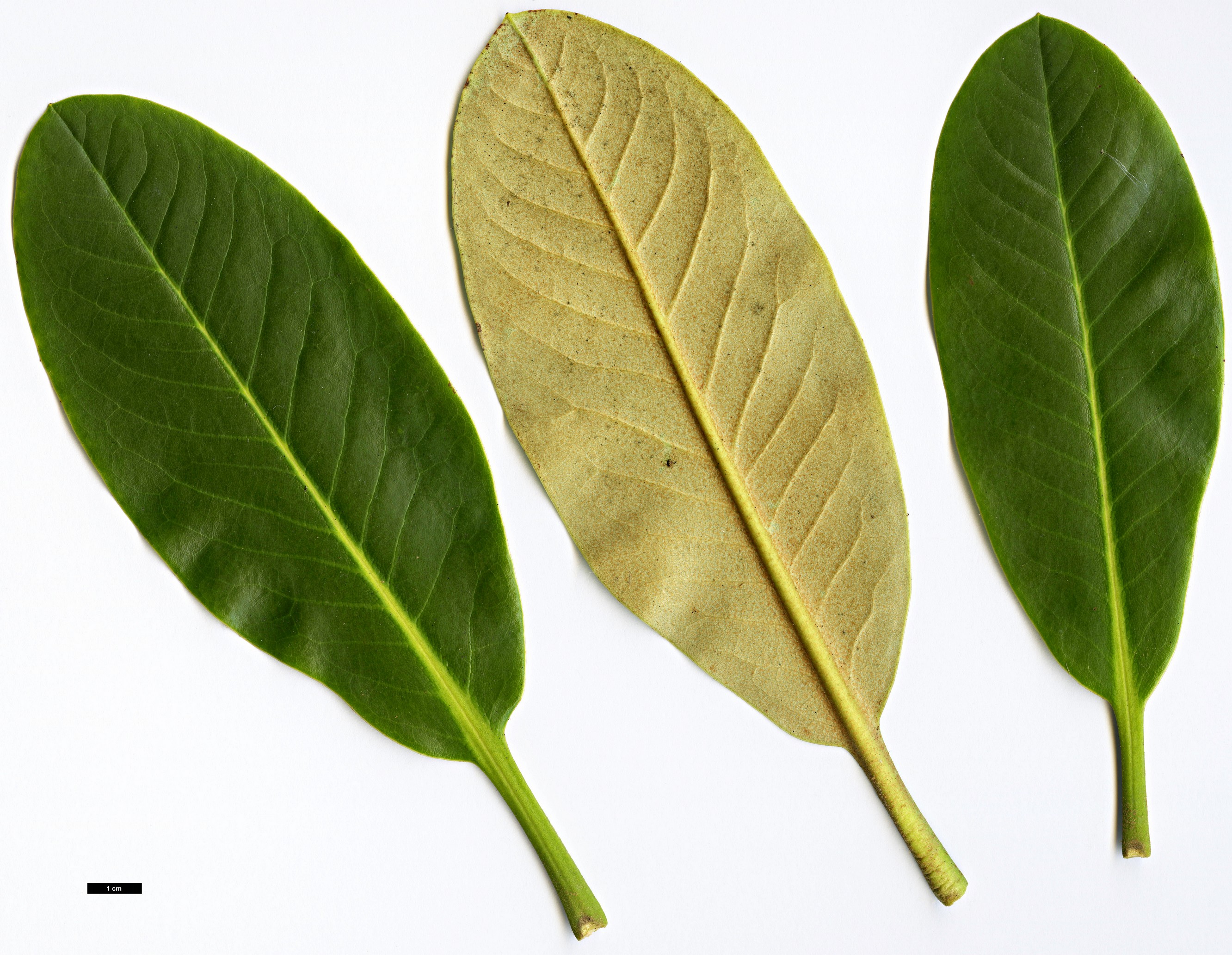 High resolution image: Family: Ericaceae - Genus: Rhododendron - Taxon: clementinae - SpeciesSub: subsp. aureodorsale